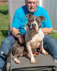 Shelter Stray Female Dog last seen Near Russwood Avenue Stone Mountain, 30083, 30083, GA, 3280 Chamblee Dunwoody Rd, Chamblee, GA 30341, USA
