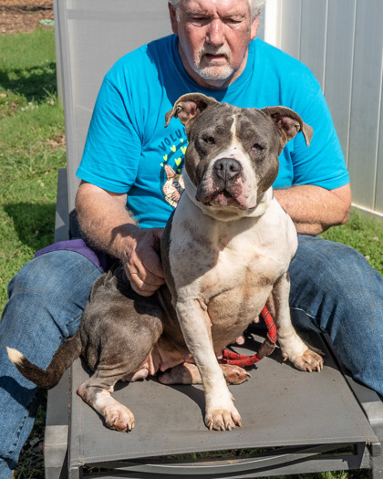 Shelter Stray Female Dog last seen Near Russwood Avenue Stone Mountain, 30083, 30083, GA, 3280 Chamblee Dunwoody Rd, Chamblee, GA 30341, USA