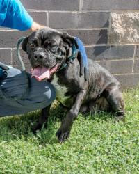 Shelter Stray Female Dog last seen Near Sara Ashley Court, 30058, GA, 3280 Chamblee Dunwoody Rd, Chamblee, GA 30341, USA