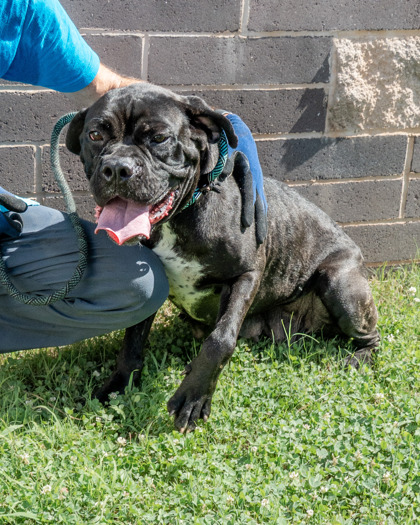 Shelter Stray Female Dog last seen Near Sara Ashley Court, 30058, GA, 3280 Chamblee Dunwoody Rd, Chamblee, GA 30341, USA
