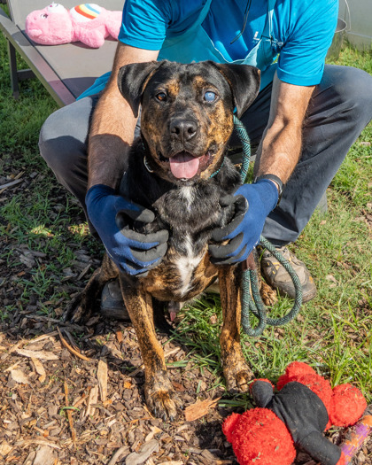 Shelter Stray Male Dog last seen Unknown Location, Avondale Estates, GA 30002, 30002, GA, 3280 Chamblee Dunwoody Rd, Chamblee, GA 30341, USA