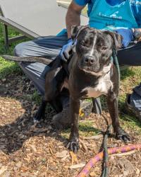 Shelter Stray Male Dog last seen I 285 @ BOULDERCREST, 30316, GA, 3280 Chamblee Dunwoody Rd, Chamblee, GA 30341, USA
