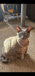 Lost Female Cat last seen East parkway Ave near menomonee Park, Oshkosh, WI 54901