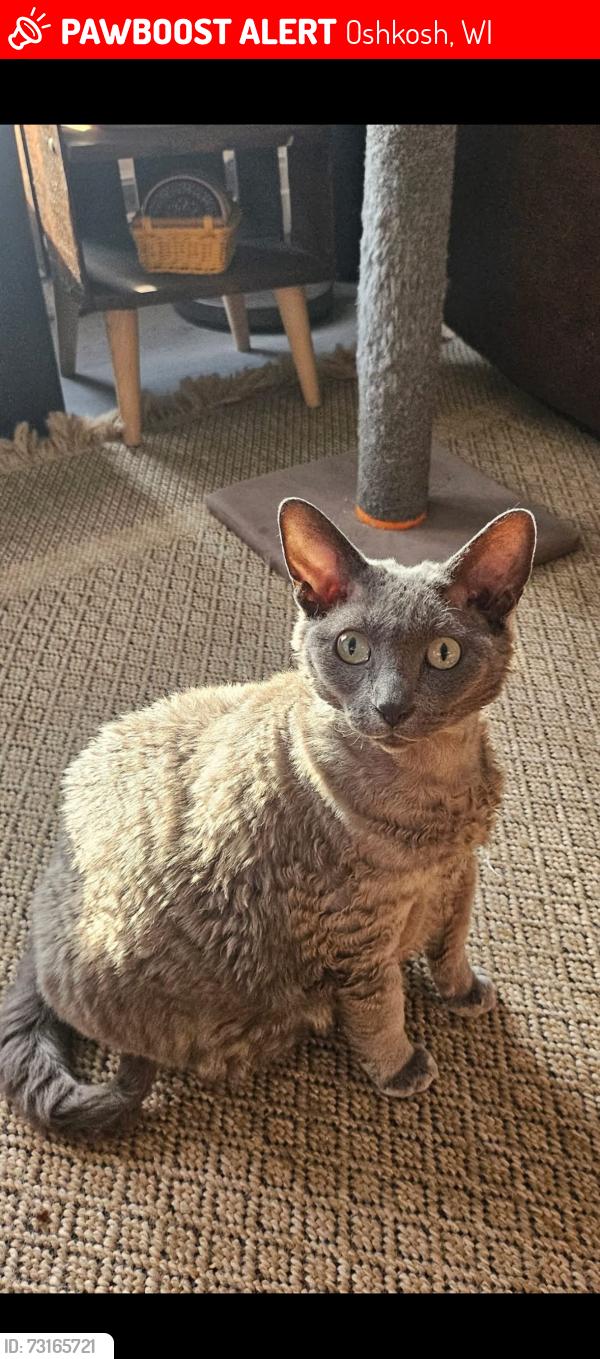 Lost Female Cat last seen East parkway Ave near menomonee Park, Oshkosh, WI 54901