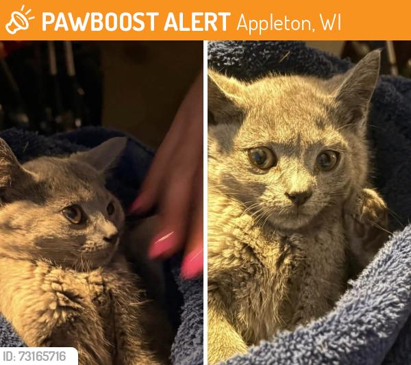 Found/Stray Unknown Cat last seen N Oneida St & Sioux Ct, Appleton, WI 54911, Appleton, WI 54911