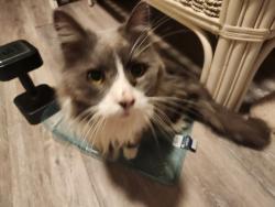 Lost Male Cat last seen Longleaf and austrian, Blandon, PA 19510