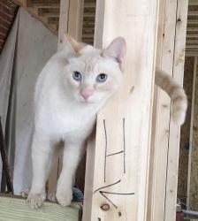 Lost Male Cat last seen Ann Arbor, Ann Arbor, MI 48105