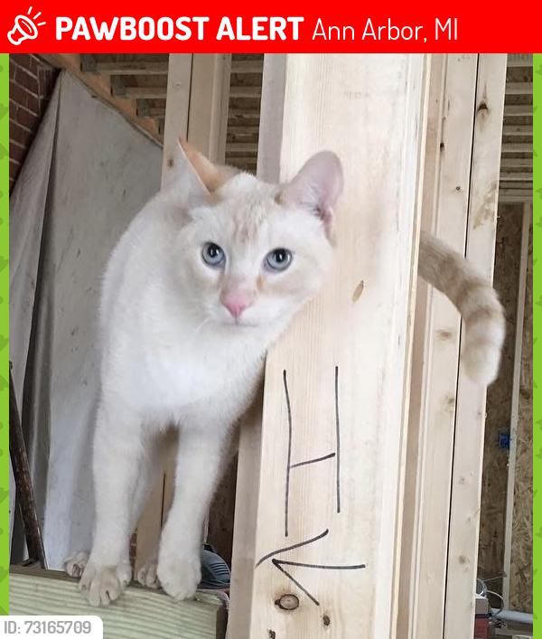 Lost Male Cat last seen Ann Arbor, Ann Arbor, MI 48105