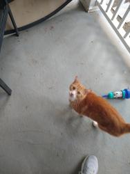 Found/Stray Male Cat last seen Jim Morris Rd/Tidewater Trail, Fredericksburg, VA 22408