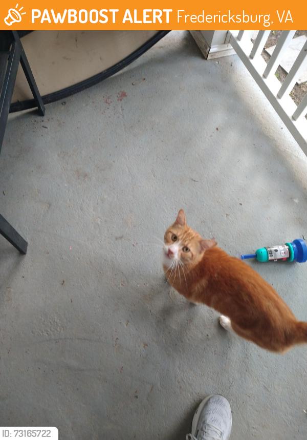 Found/Stray Male Cat last seen Jim Morris Rd/Tidewater Trail, Fredericksburg, VA 22408