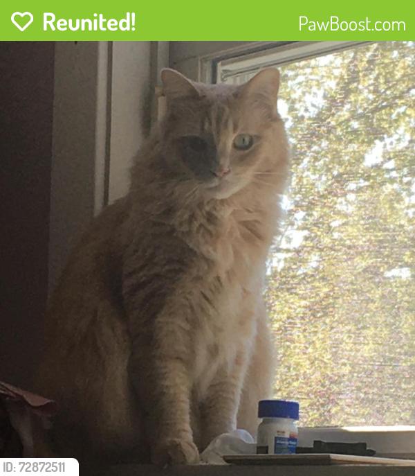 Reunited Male Cat last seen Near Belmont Rd, Chesterfield, VA 23832, USA, Chesterfield, VA 23832