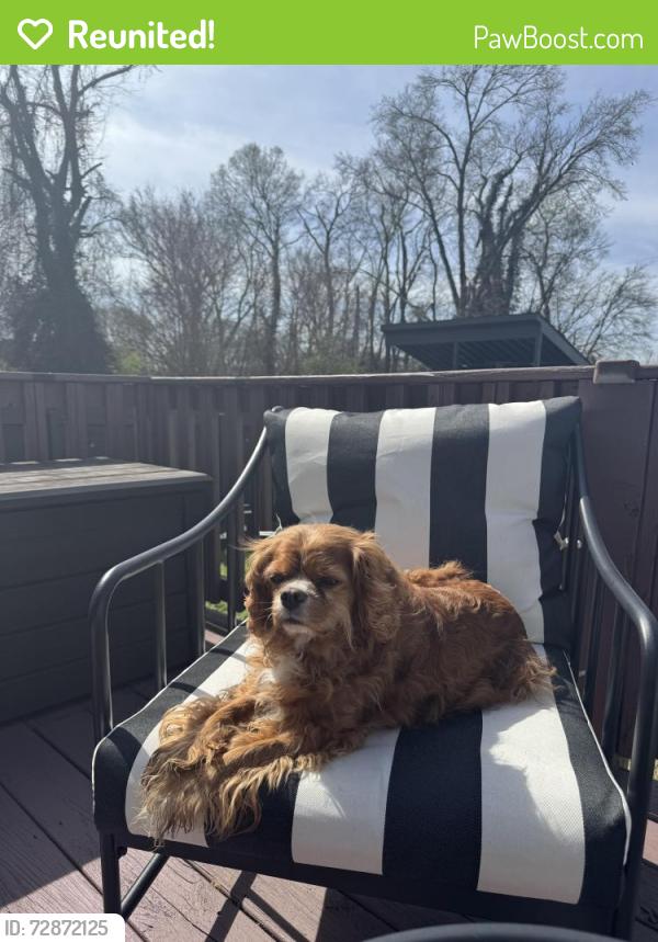 Reunited Male Dog last seen Buchanan and 16th Ave n, Nashville, TN 37212