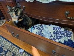 Lost Female Cat last seen Velander st, Rodney st. Catherine st, green hill park, Worcester, MA 01605