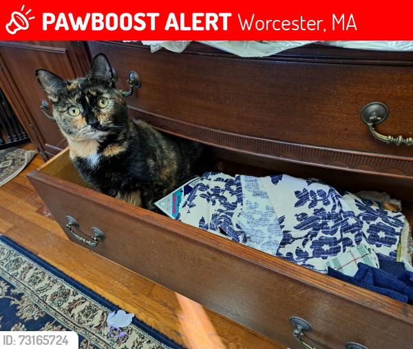 Lost Female Cat last seen Velander st, Rodney st. Catherine st, green hill park, Worcester, MA 01605