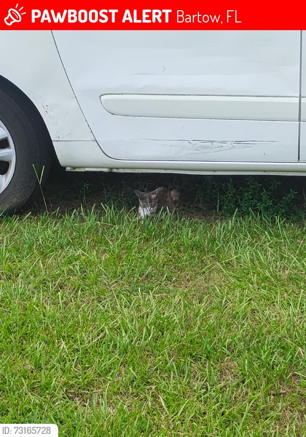 Lost Female Cat last seen LB brown historic museum, Bartow, FL 33830