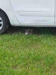 Lost Female Cat last seen LB brown historic museum, Bartow, FL 33830
