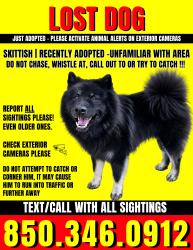 Lost Male Dog last seen Stillfield Pl - cub run trails, Centreville, VA 20120