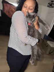 Reunited Female Cat last seen Lamb E craig, Las Vegas, NV 89115