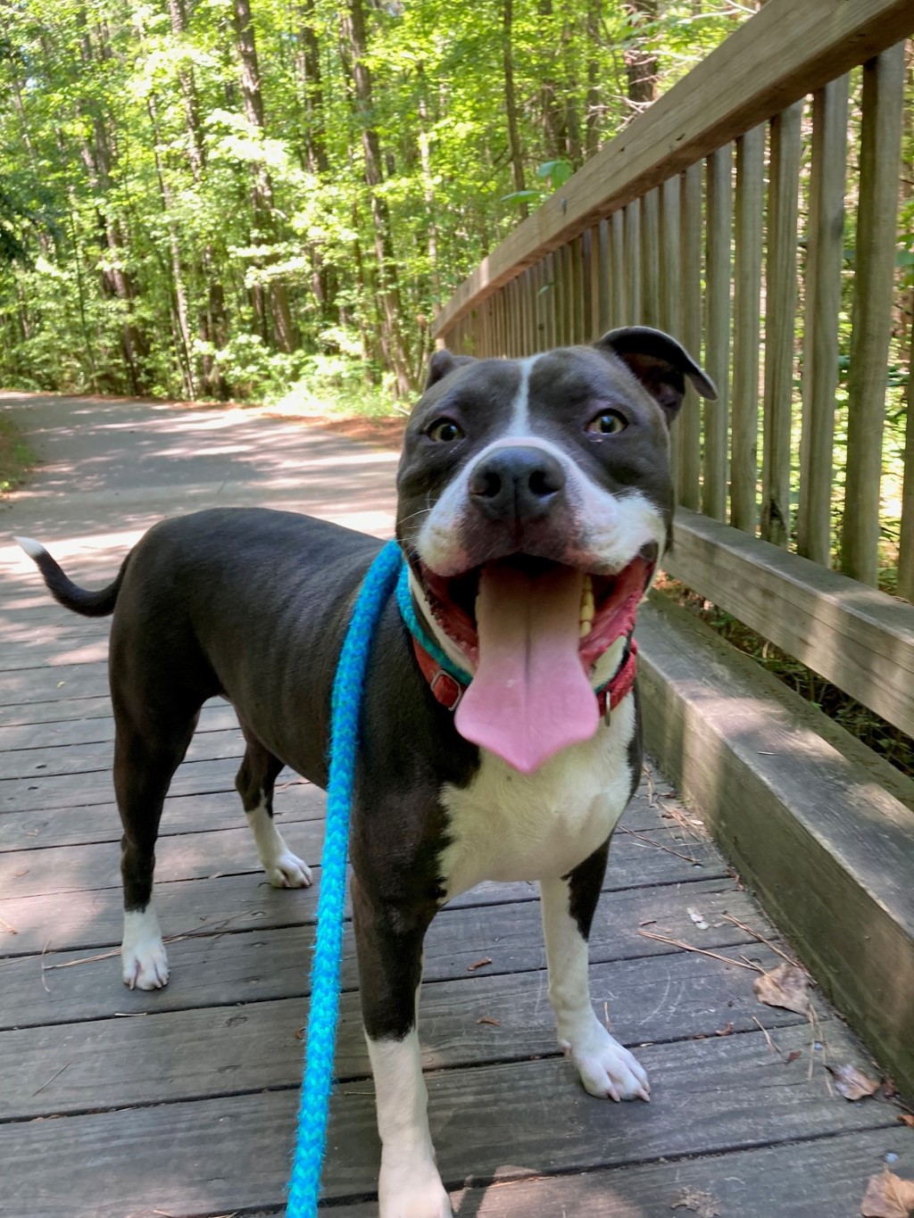 Shelter Stray Male Dog last seen Pleasure House Road, VIRGINIA BEACH, VA, 23455, 341 S Birdneck Rd, Virginia Beach, VA 23451, USA