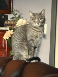 Lost Female Cat last seen Bruce St, near Centennial Park, Cooks Hill, NSW 2300