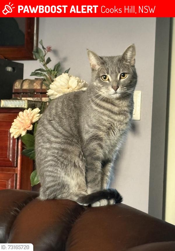 Lost Female Cat last seen Bruce St, near Centennial Park, Cooks Hill, NSW 2300