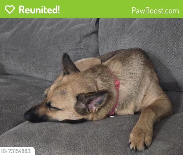 Reunited Female Dog last seen Rhyne rd and white water center, Charlotte, NC 28214