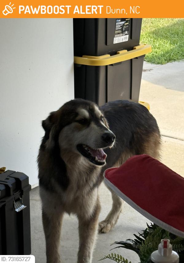 Found/Stray Male Dog last seen Wise rd & W Strickland rd, Dunn, NC 28334