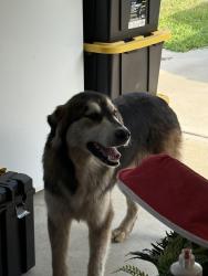 Found/Stray Male Dog last seen Wise rd & W Strickland rd, Dunn, NC 28334