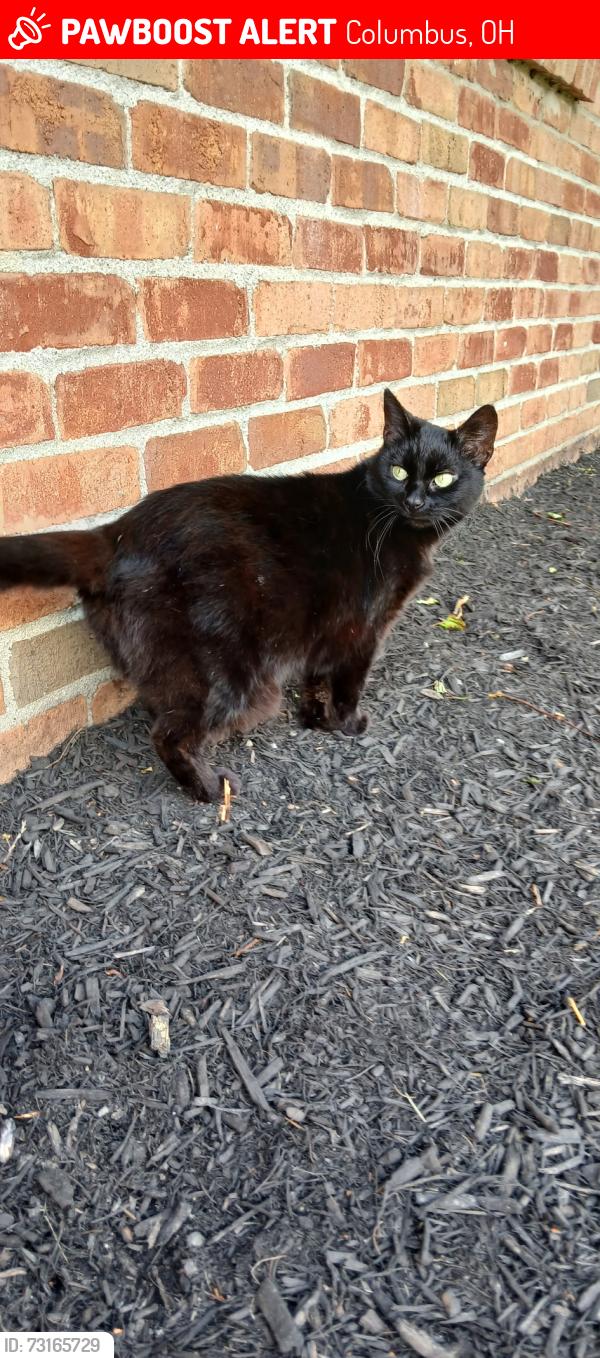 Lost Female Cat last seen Haddington drive, Columbus, OH 43068