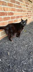 Lost Female Cat last seen Haddington drive, Columbus, OH 43068
