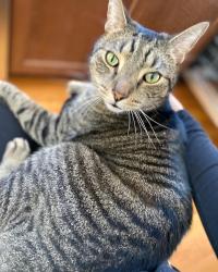 Lost Male Cat last seen Ann Arbor, Ann Arbor, MI 48105
