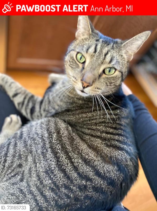 Lost Male Cat last seen Ann Arbor, Ann Arbor, MI 48105