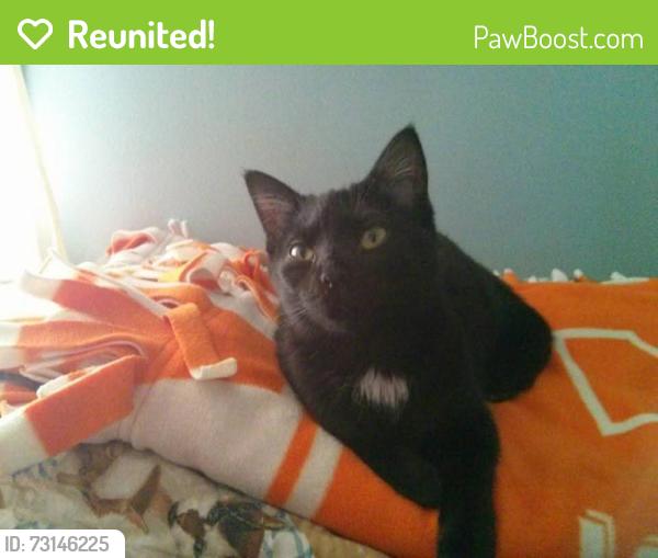 Reunited Female Cat last seen Culbertson Ave & E 8th Street, New Albany, IN 47150