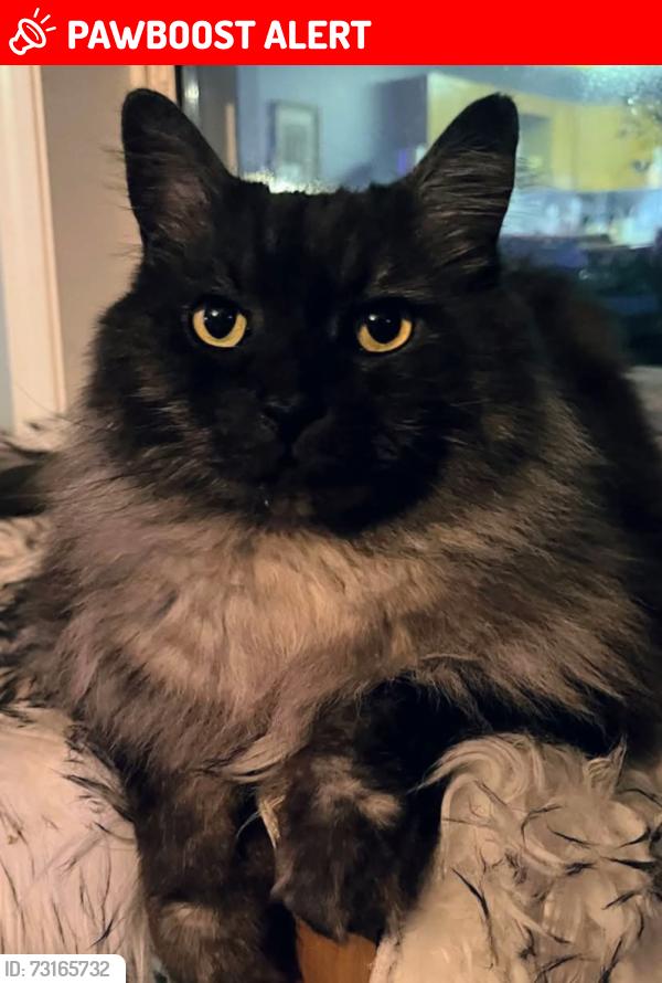 Lost Male Cat last seen Gossett, West Kelowna, BC V4T 0B3