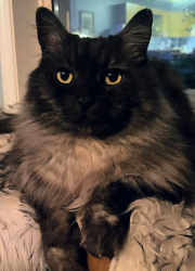 Lost Male Cat last seen Gossett, West Kelowna, BC V4T 0B3