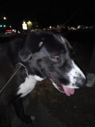 Found/Stray Female Dog last seen Pacific hwy fife wa, Fife, WA 98424