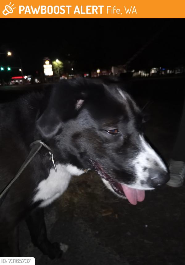 Found/Stray Female Dog last seen Pacific hwy fife wa, Fife, WA 98424