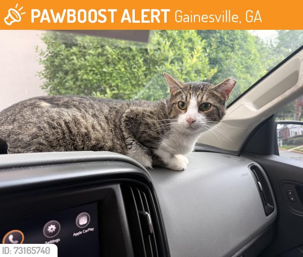 Found/Stray Female Cat last seen Boulevard, Gainesville, GA 30501