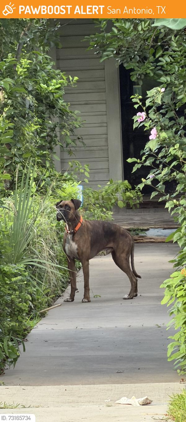 Found/Stray Unknown Dog last seen Near Block of Mason Street, San Antonio, TX 78208