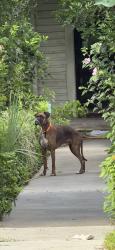 Found/Stray Unknown Dog last seen Near Block of Mason Street, San Antonio, TX 78208