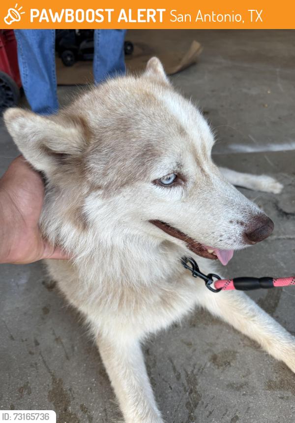 Found/Stray Female Dog last seen Hausman and Western Oak Dr, San Antonio, TX 78023