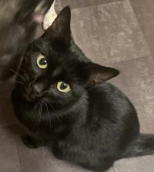 Lost Male Cat last seen Hope Avenue Hadlow near Rose and Crown pub, Hadlow, England TN11 0HF