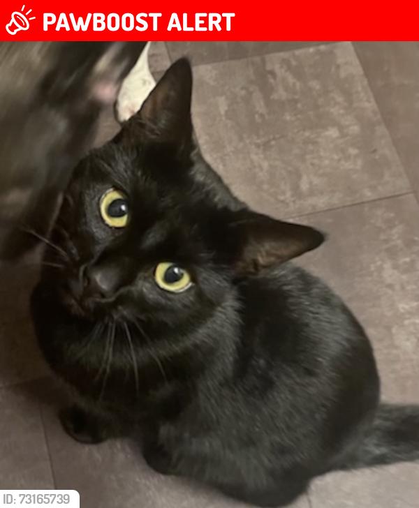 Lost Male Cat last seen Hope Avenue Hadlow near Rose and Crown pub, Hadlow, England TN11 0HF