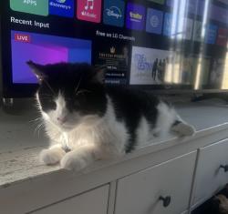 Lost Female Cat last seen Near Centenary Way (Near Frankies Restaurant), West Yorkshire, England WF17 8LY