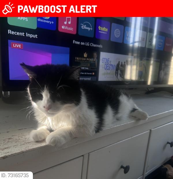 Lost Female Cat last seen Near Centenary Way (Near Frankies Restaurant), West Yorkshire, England WF17 8LY