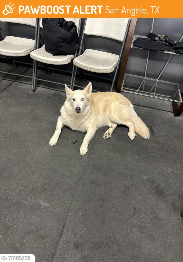 Found/Stray Female Dog last seen Sierra Vista Church, San Angelo, TX 76904