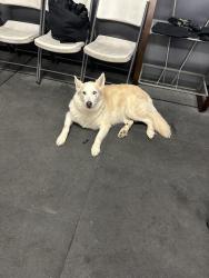 Found/Stray Female Dog last seen Sierra Vista Church, San Angelo, TX 76904
