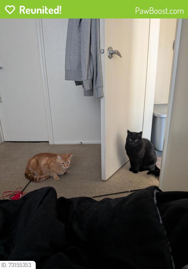 Reunited Male Cat last seen Near S and 1300 E, apmts South of Sunset Coffee, Sandy, UT 84094