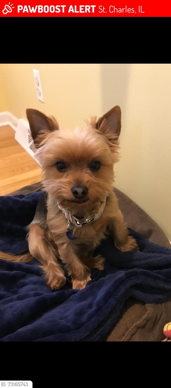Lost Male Dog last seen Knollcreek Drive and Crane Road area, St. Charles, IL 60175