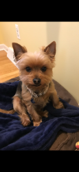 Lost Male Dog last seen Knollcreek Drive and Crane Road area, St. Charles, IL 60175